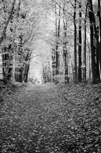 My Recent Black and White Image, Carpet of Leaves, Chosen as a Finalist by BetterPhoto.com